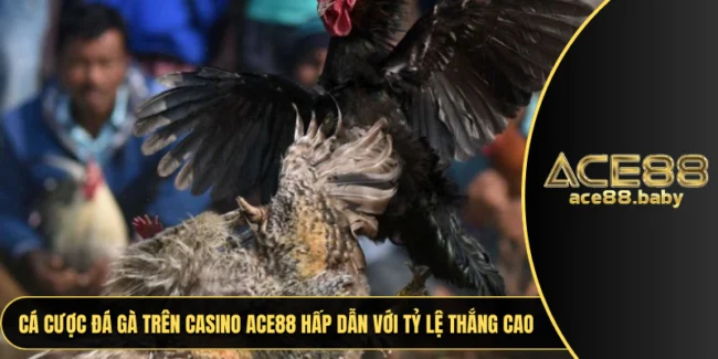 Đá gà trên casino